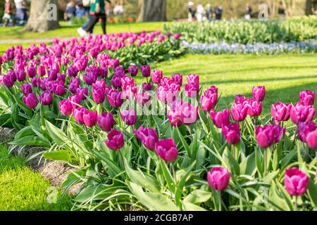 Blumenbeet von schönen rosa Tulpen. Blühende Blumen im Keukenhof Park in den Niederlanden, Europa - Bild Stockfoto