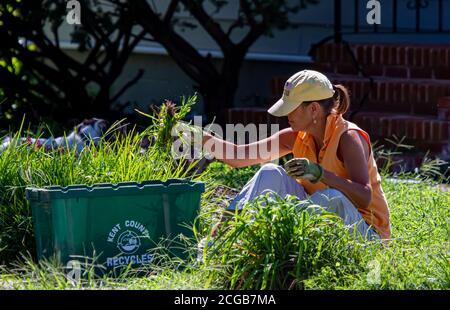 Chestertown, MD, USA 08/30/2020 :EINE Frau mit Hut sitzt auf Gras und zieht Unkraut aus ihrem Vorgarten mit landwirtschaftlichen Handschuhen. Sie collec Stockfoto