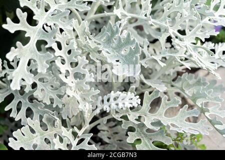 Hintergrund der Blätter der Zierpflanzen Silber Cineraria (lat. Jacobaea maritima) wächst im Garten im Sommer. Stockfoto