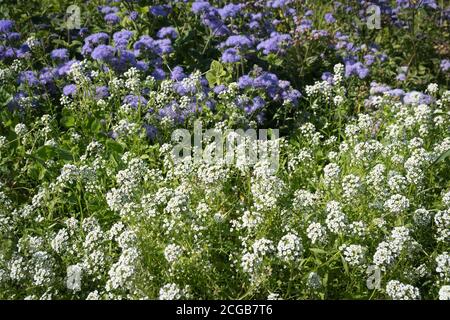 Blühender weißer Riss (Lobularia) gegen ein blaues mexikanisches Ageratum in einem Sommergarten. Stockfoto