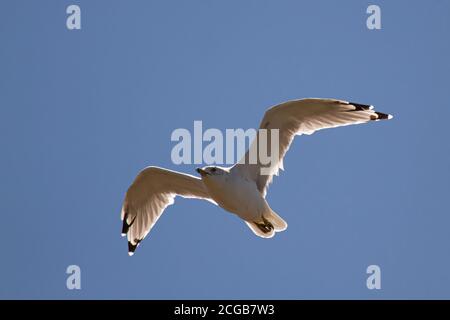 Eine Ringmöwe (Larus Delawarensis) im Flug mit schöner Randbeleuchtung um sie herum. Dies ist eine einheimische Möwenart für Chesapeake Bay, wo diese ich Stockfoto