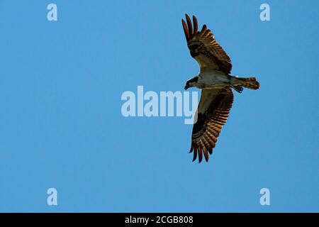 Isolierte Nahaufnahme eines Fischadlers (Seefalke) (Pandion haliaetus) im Flug gegen blauen Himmel. Sonnenlicht verursacht Randbeleuchtung auf seinen Federn. Der Sieg Stockfoto