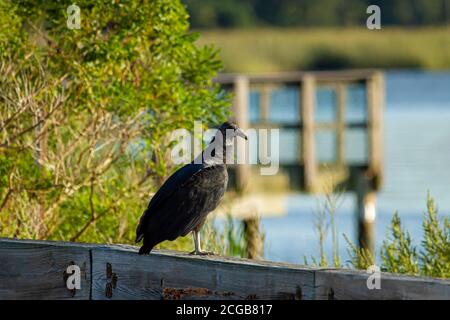 Ein amerikanischer Schwarzgeier (Coragyps atratus) brütet an einem sonnigen Nachmittag auf den Holzbarrieren an der Straße auf der Osthals-Insel. Dies ist ein com Stockfoto