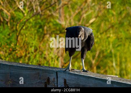 Ein amerikanischer Schwarzgeier (Coragyps atratus) brütet an einem sonnigen Nachmittag auf den Holzbarrieren an der Straße auf der Osthals-Insel. Dies ist ein com Stockfoto