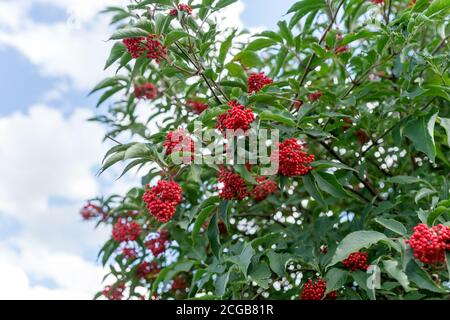 Holunder roter Baum (Sambucus racemosa) mit reifen roten Beeren gegen den Himmel. Stockfoto