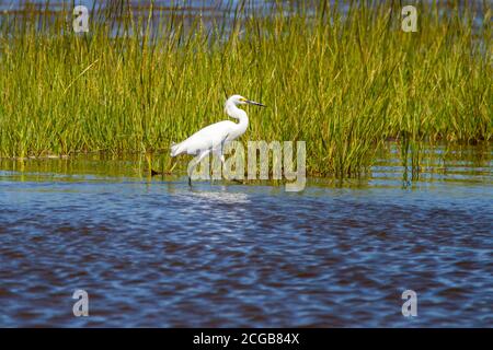 Ein großer weißer Reiher (Ardea alba), der im Marsch läuft. Dies ist ein großer Wasservogel, der in den USA lebt. Dieses Bild wurde im Tierschutzgebiet in aufgenommen Stockfoto