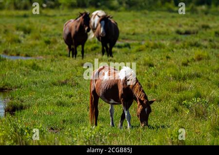 Nahaufnahme eines isolierten Bildes von einem dunkelbraunen und einem Weiß gefleckte Wildpferd grasen auf einem Grasland auf Assateague Insel.dieser Ort ist berühmt für über 40 Stockfoto