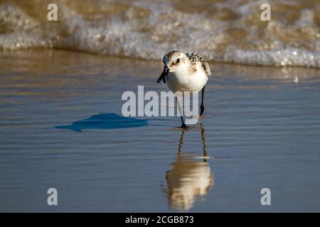 Nahaufnahme eines halbsatinierten Sandpippers (Calidris pusilla) Jagd nach Sandkrabben auf nassem Sand in der Nähe der Küste mit Seine Reflexion ist sichtbar Stockfoto