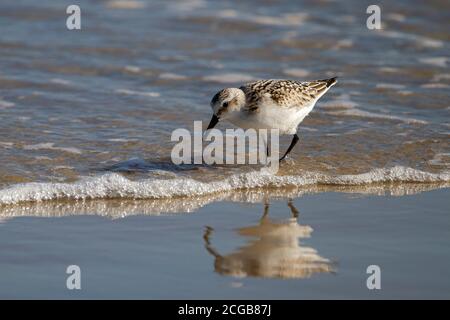 Nahaufnahme eines halbsatinierten Sandpippers (Calidris pusilla) Jagd nach Sandkrabben auf nassem Sand in der Nähe der Küste mit Seine Reflexion ist sichtbar Stockfoto