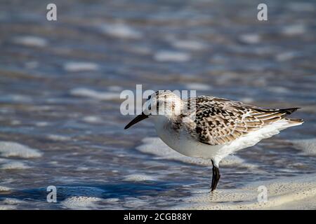 Nahaufnahme des isolierten Bildes eines Halbedelstrandläufer (Calidris pusilla), der auf der Suche nach Sandkrabben im Wasser am Ufer steht. Es sucht nach mir Stockfoto