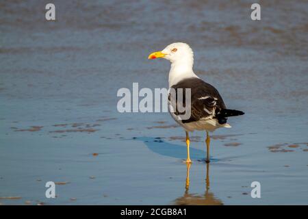 Nahaufnahme Einzelaufnahme des Larus marinus (große Schwarzrückenmöwe) die größte Möwe der Erde dieser Vogel hat schwarze Flügel und einen roten Fleck am Schnabel. Stockfoto