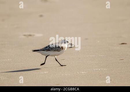 Nahaufnahme isolierte Aufnahme eines Halbedelstrandläufer (Calidris pusilla), der eine atlantische Maulwurfkrabbe (Emerita talpoida) im Mund trägt. Sie ernähren sich von SM Stockfoto