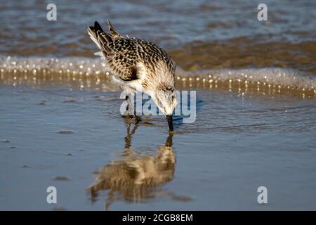 Nahaufnahme eines halbsatinierten Sandpippers (Calidris pusilla) Jagd nach Sandkrabben auf nassem Sand in der Nähe der Küste mit Seine Reflexion ist sichtbar Stockfoto