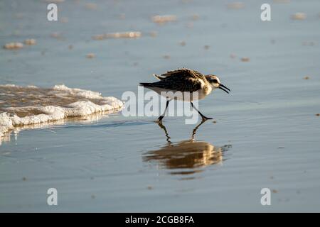 Nahaufnahme eines halbsatinierten Sandpippers (Calidris pusilla) Jagd nach Sandkrabben auf nassem Sand in der Nähe der Küste mit Seine Reflexion ist sichtbar Stockfoto