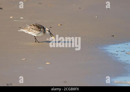 Nahaufnahme isolierte Aufnahme eines Halbedelstrandläufer (Calidris pusilla), der eine atlantische Maulwurfkrabbe (Emerita talpoida) im Mund trägt. Sie ernähren sich von SM Stockfoto