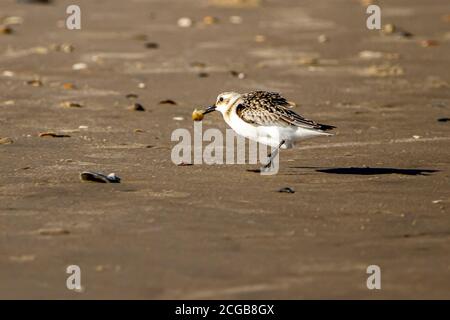 Nahaufnahme isolierte Aufnahme eines Halbedelstrandläufer (Calidris pusilla), der eine atlantische Maulwurfkrabbe (Emerita talpoida) im Mund trägt. Sie ernähren sich von SM Stockfoto