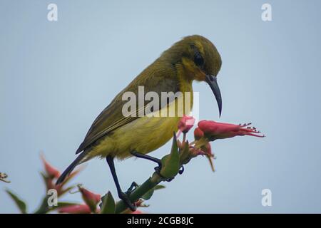 Kolibri Fütterung auf einer Vogelblume. Aufgenommen mit NIKON D3400 Stockfoto