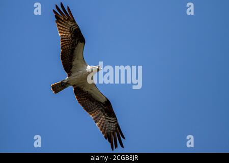 Isolierter Überkopf-Schuss eines Fischadlers (Seefalke) (Pandion haliaetus) im Flug gegen klaren blauen Himmel. Sonnenlicht verursacht Randbeleuchtung auf seinen Federn. Stockfoto