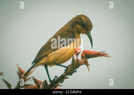 Kolibri Fütterung auf einer Vogelblume. Aufgenommen mit NIKON D3400 und bearbeitet in Lightroom. Stockfoto