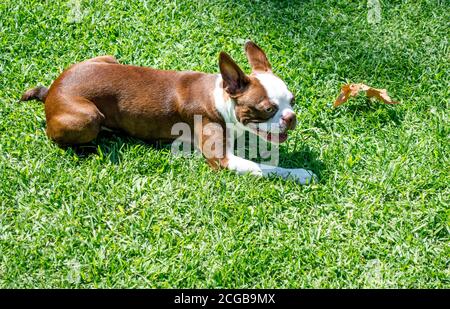 Liebenswert brindle Boston Terrier Welpen spielen mit einem Blatt in Ein Park an einem sonnigen Tag Stockfoto