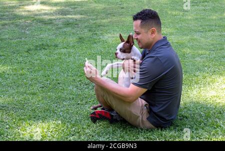 Ein junger hispanischer Mann sitzt mit gekreuzten Beinen in einem Park Schaut auf sein Smartphone und hält einen entzückenden brindle Boston Terrier Welpe mit Kopieplatz Stockfoto