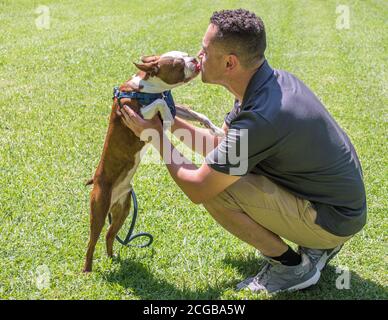 Ein entzückender brindle Boston Terrier Welpe küsst einen jungen Hispanic Mann in einem Park an einem sonnigen Tag Stockfoto