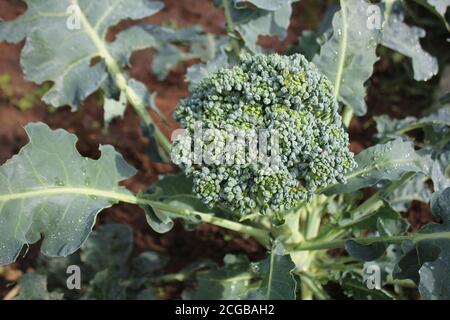 Junger Brokkoli, der auf dem Gemüsebett wächst Stockfoto