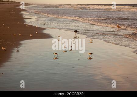 Blick auf die Atlantikküste auf der Insel Assateague bei Sonnenuntergang. Eine Gruppe von Semipalmatsstrandläufern (Calidris pusilla), eine in der Nähe bedrohte Art Stockfoto