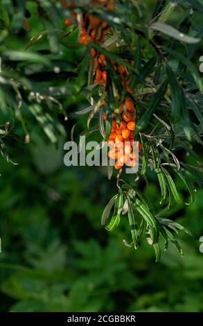 Die Sanddornbeeren auf dem Ast des Sanddornbaumes. Nahaufnahme des Fotos. Selektiver Fokus. Vertikales Zuschneiden. Herbsthintergrund. Stockfoto