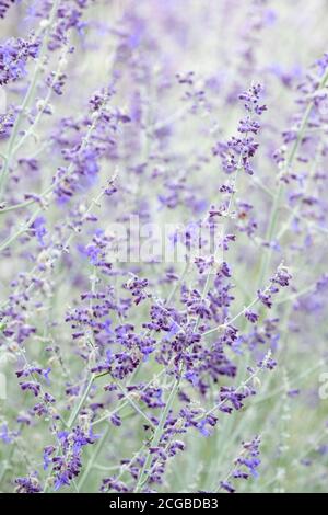 Violett-blaue, röhrenförmige Blüten von Perovskia 'Blue Spire'. Salvia Blue Spire. Russischer Salbei. Perovskia atriplicifolia 'Blue Spire' Stockfoto