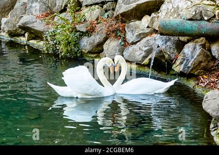 Zwei weiße Schwäne im Teich krümmten ihren Hals hinein Die Form der Herzen Stockfoto