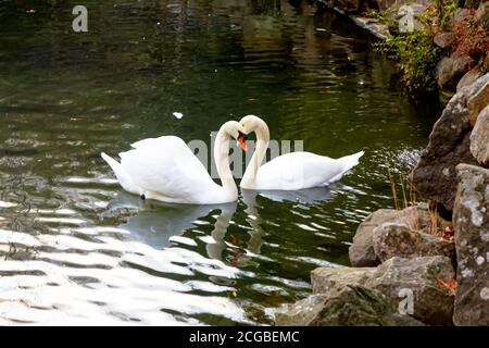 Zwei weiße Schwäne im Teich krümmten ihren Hals hinein Die Form der Herzen Stockfoto