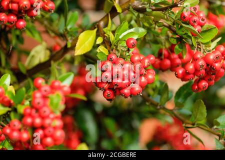 Leuchtend rote Beeren im Herbst und Winter von Pyramicantha coccinea 'Red Column' Pyramicantha 'Red Column', Red Firethorn Stockfoto