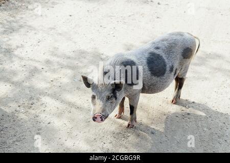 Wildschwein Schwein Schweine Tiere in den Wäldern Stockfoto