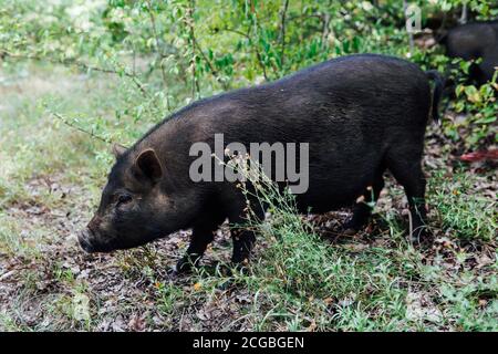 Wildschwein Schwein Schweine Tiere in den Wäldern Stockfoto