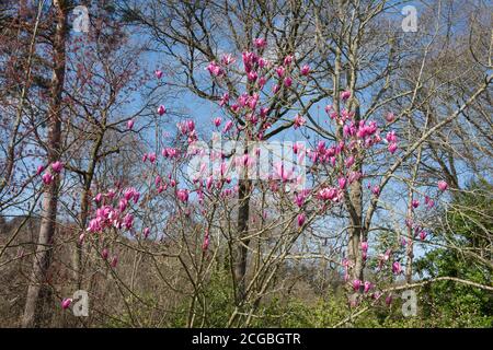 Frühling blühend Hell Pink Magnolia Blumen (Magnolia 'Spectrum') wächst in einem Country Cottage Garten in Rural Devon, England, UK Stockfoto