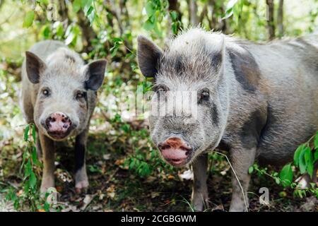 Zwei Wildschweine Schweine im Wald Stockfoto
