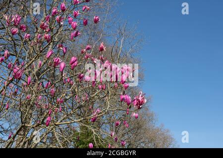 Frühling blühend Hell Pink Magnolia Blumen (Magnolia 'Spectrum') wächst in einem Country Cottage Garten in Rural Devon, England, UK Stockfoto