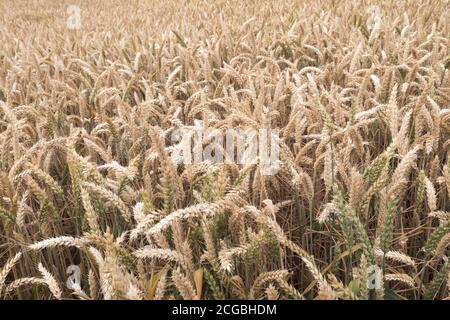 Maisfeld mit gemeiner Gerste Stockfoto