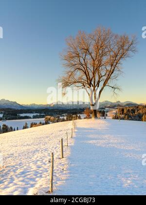 Frühmorgendliche Landschaft zu Beginn der Winterzeit im östlichen Allgäu bei Lechbruck Stockfoto