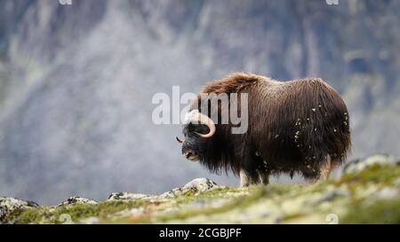 Moschusochse (Ovibos moschatus) im Nationalpark Dovre Mountains, Norwegen Stockfoto