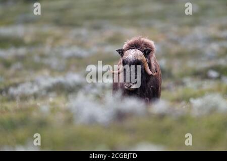 Moschusochse (Ovibos moschatus) im Nationalpark Dovre Mountains, Norwegen Stockfoto