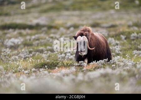 Moschusochse (Ovibos moschatus) im Nationalpark Dovre Mountains, Norwegen Stockfoto