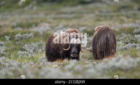 Moschusochse (Ovibos moschatus) im Nationalpark Dovre Mountains, Norwegen Stockfoto