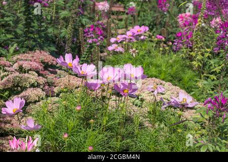 Blumenbeet mit Blumen der cosmea, Cleome hassleriana, Stockfoto