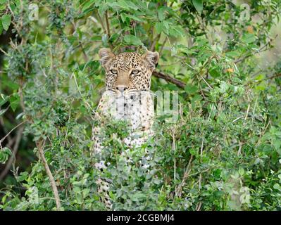 Afrikanischer Leopard (Panthera pardus) versteckt sich während der Jagd im Busch, Masai Mara, Kenia Stockfoto