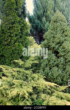 Verschiedene Arten von Nadelbäumen und Sträuchern. Stockfoto