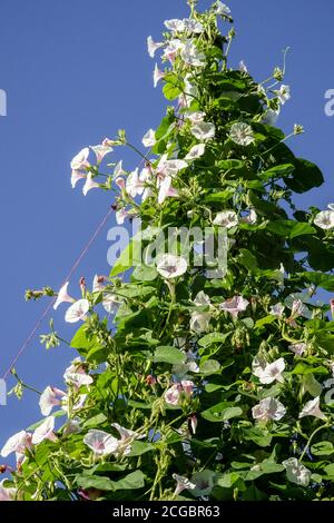 Morning Glory Ipomoea purpurea 'Jamie Lynn' Stockfoto