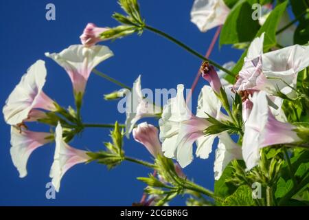 Morning Glory Ipomoea purpurea 'Jamie Lynn' rosa Tönung Stockfoto