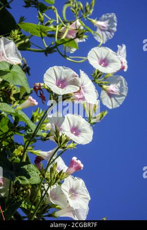 Morning Glory Ipomoea purpurea 'Jamie Lynn' weiße Blumen Stockfoto